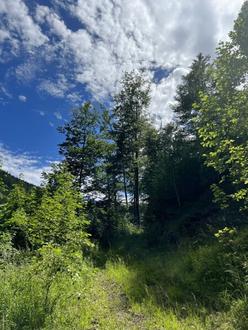 +++ 6 ha Waldgrundst�ck - Veitschbach+++