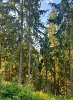 4 ha Wald in Traboch / Leoben