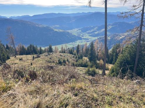 7 ha Wald als solide Geldanlage