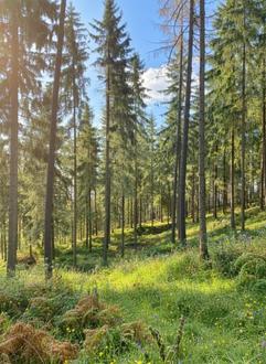 4 ha Wald in Traboch / Leoben