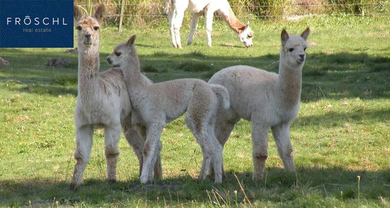 Alpaka 1