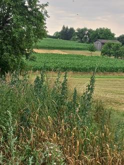 Bauernhaus mit gro�em Grundst�ck in Harmisch