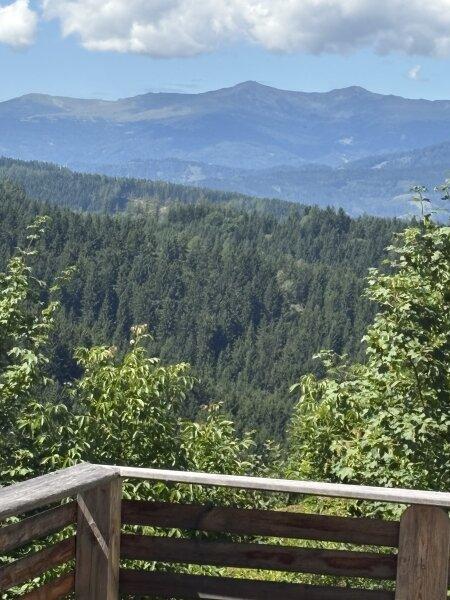 Panoramablick in den Waldbereich