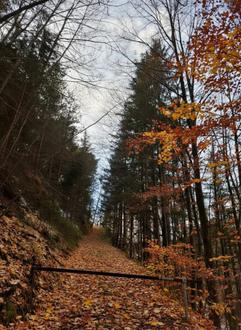 3 ha Wald n�rdlich Graz