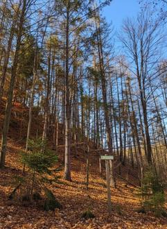 3 ha Wald I ihr Brennholz Selbstversorger