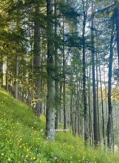 33  ha Forst I Waldbesitz im steirischen Almenlandgebiet