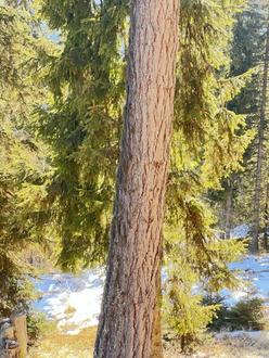 10 ha Wald Lachtal