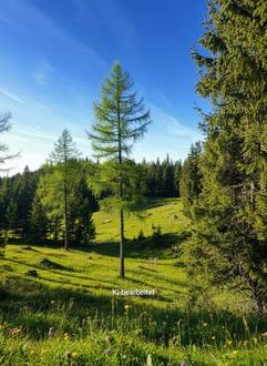 20 ha Wald nahe M�derbrugg
