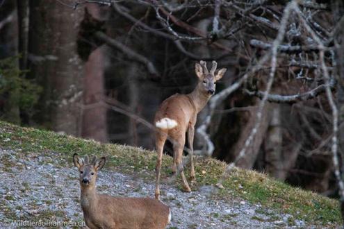 150 ha Eigenjagd Steiermark