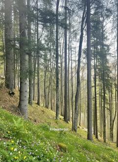 19 ha Wirtschaftswald im Almenland