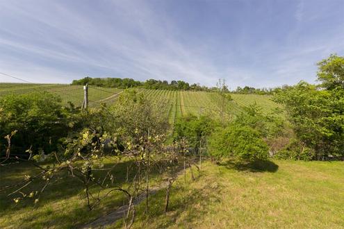 Wohnen zwischen den Weinreben - Grundst�ck in Toplage am Nu�berg