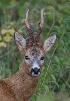 154 ha Eigenjagd mit Ertragsmischwald