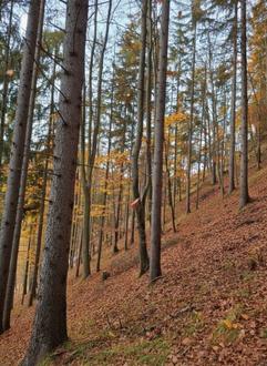 3,25 ha Wirtschaftswald im Grazer Bergland