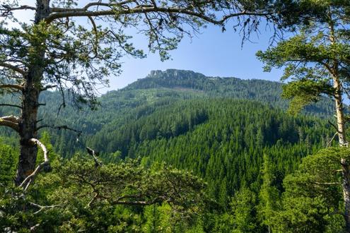 700 ha Forstbesitz mit hoher Jagd