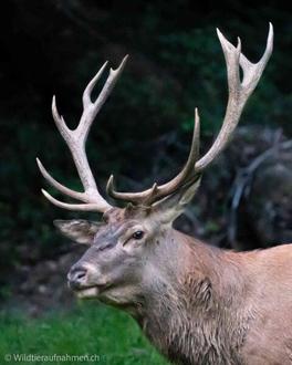 700 ha Wald & Wild auf höchstem Niveau