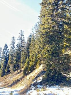 20 ha Waldbesitz im P�lstal