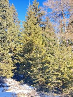 20 ha Waldbesitz im P�lstal