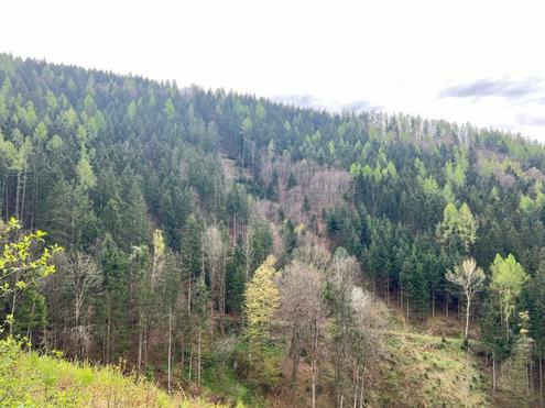 180 ha Wirtschaftswald mit eigener Jagd
