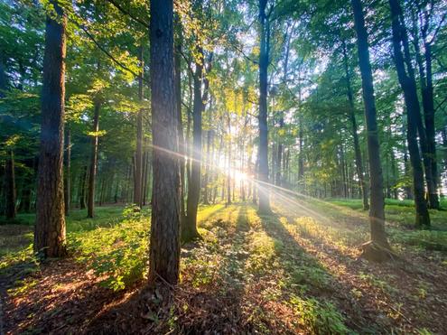 180 ha Eigenjagd mit Wirtschaftswald
