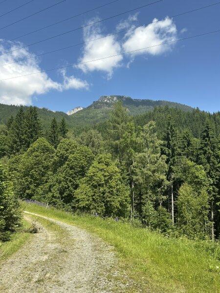Waldfl�che