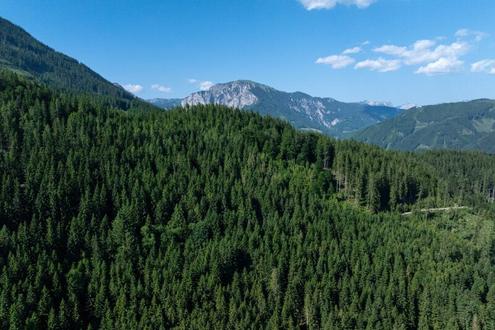 1.000 ha Forstbesitz