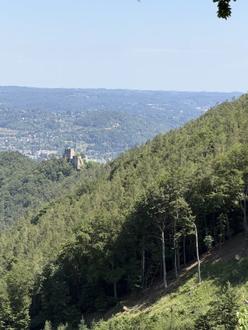 170 ha Eigenjagd mit hochwertigem Wirtschaftswald