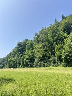 4 ha Wiese in Thal bei Graz
