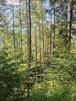 20 ha Forst mit top Holzbonit�ten