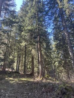 20 ha Wald Murtal