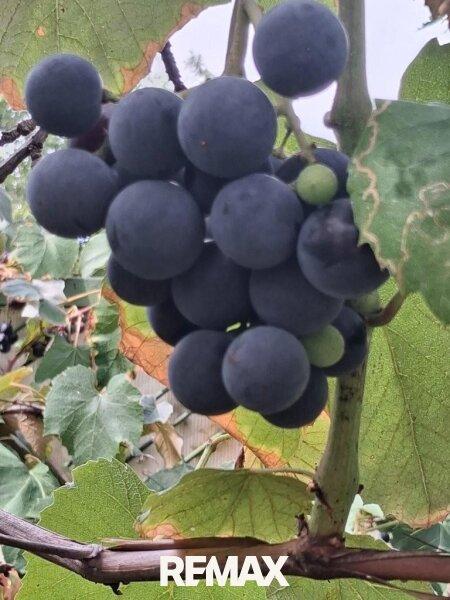 15 Trauben im Garten 7053 Hornstein