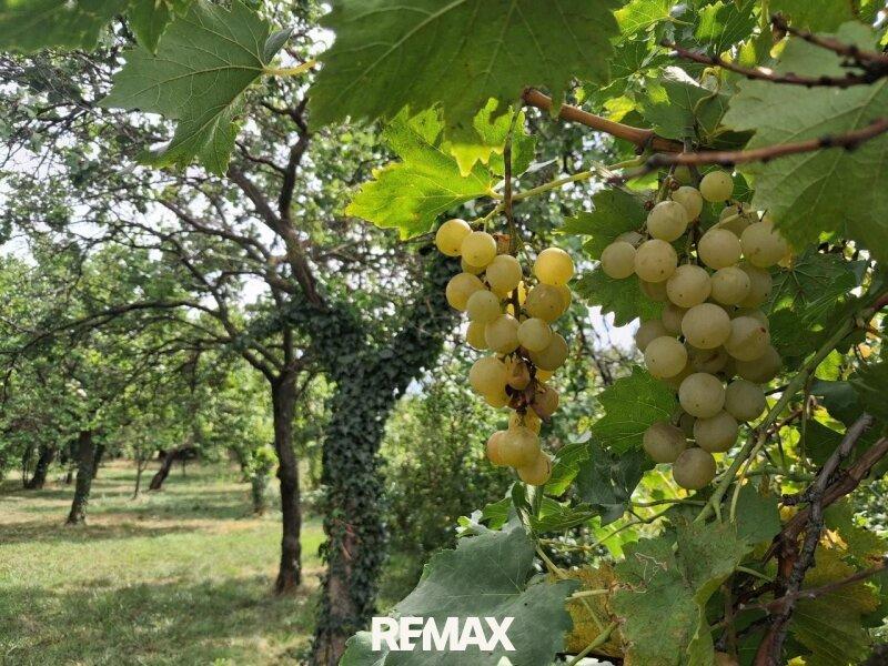 8 Obstgarten Gr�nland 7053 Hornstein