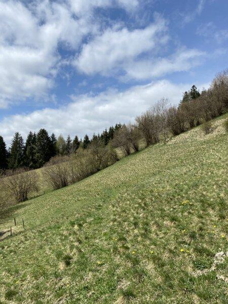 Ansicht Wiese / Weide im Fr�hjahr 22. M�rz