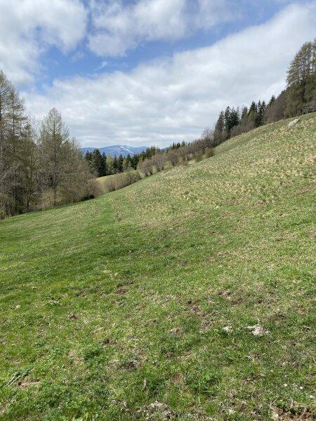 Ansicht Wiese / Weide im Fr�hjahr 22. M�rz