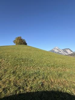 5,8 ha Wiese I 3-4 m�hdige