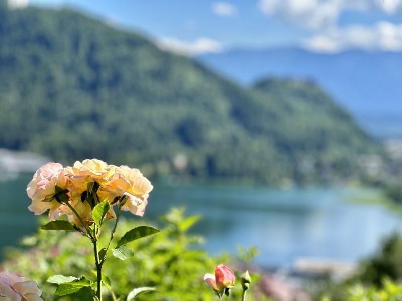 Rose vom Ossiacher S