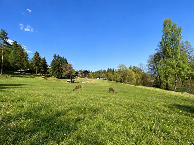 Wiese Weide