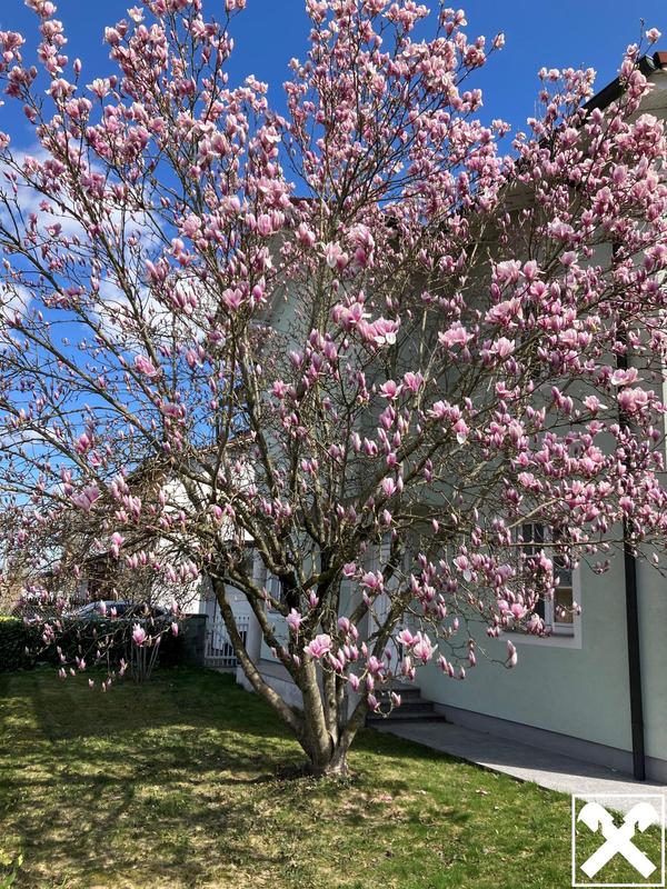 Foto Magnolie