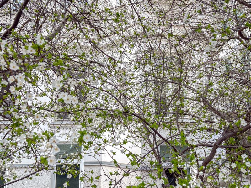 Altbauflair in Sievering: Gro�z�gige Wohnung mit Erker /  / 1190&nbsp;Wien / Bild 9