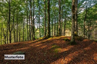 Waldfl�che /  / 6380&nbsp;St. Johann in Tirol / Bild 0