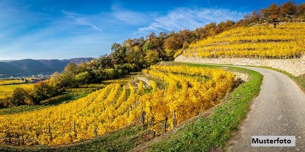 Großzügiges Weingut mit umfangreichen Hallen- und Lagerflächen / / 7122 Gols / Bild 0
