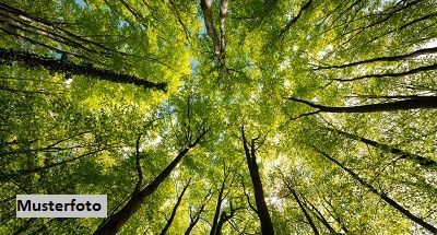 Waldflche + provisionsfrei +