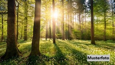 Waldparzellen mit ca. 22 ha - Schutzwald, Wirtschaftswald und Entwicklungspotenzial
