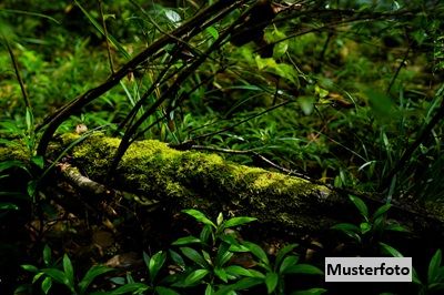 +++ Waldfl�che +++