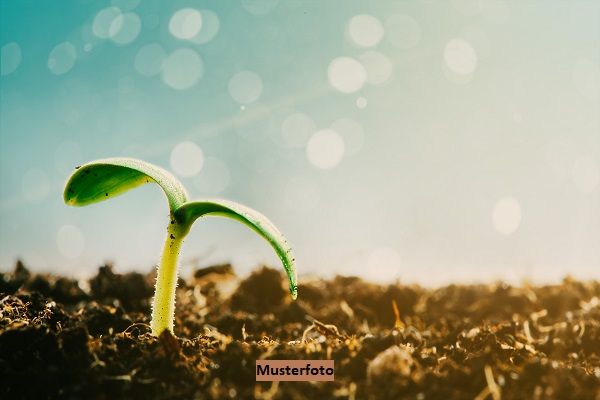 Land- und Forstwirtschaftsflche + provisionsfrei +