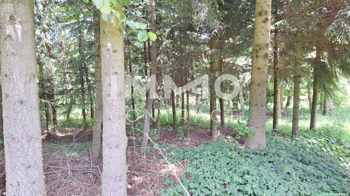 Groes Grundstck mit Fischteich und Badeteich, Erholungsanlage, Freizeitparadies mit viel Potenzial /  / 3632 Bad Traunstein / Bild 8