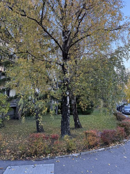 2 Zimmer & Balkon /  / 2340 Mdling / Bild 1