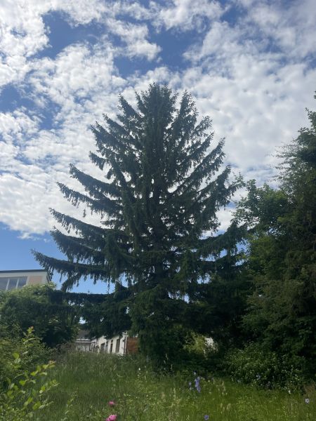 Top-Lage in Perchtoldsdorf ? Sanierungsbedrftiges Haus mit groem Potenzial /  / 2380 Perchtoldsdorf / Bild 5