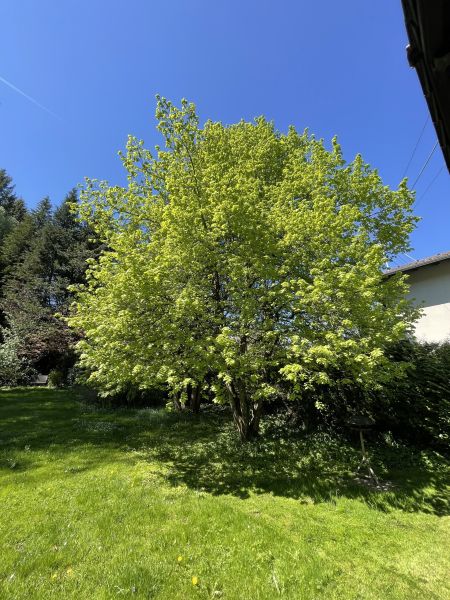 EINMALIG! Haus 300 Meter von der MITTELSTATION STUHLECK entfernt /  / 8684 Spital am Semmering / Bild 5