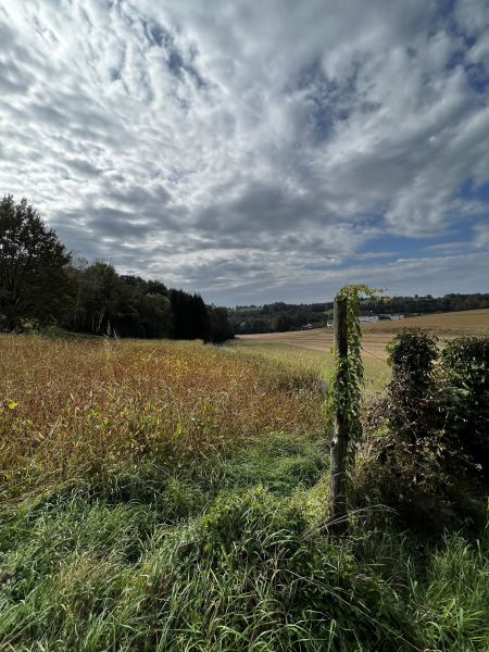 Ruhe, Sonne, Leben! /  / 7532 Litzelsdorf / Bild 5