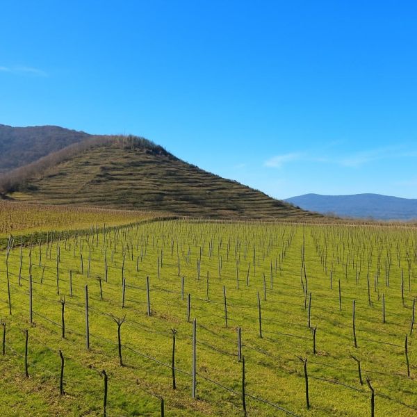 Wohnen in der Wachau: Einfamilienhaus in Ortsrandlage mit Blick ins Donautal - zu kaufen in 3610 Wei�enkirchen /  / 3610&nbsp;Wei�enkirchen / Bild 1